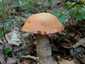 Tölgyfa-érdestinóru (Leccinum aurantiacum), Budai-hegység